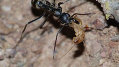 Ophthalmopone hottentota