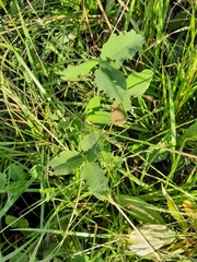 Trifolium hybridum