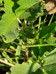 Trifolium hybridum