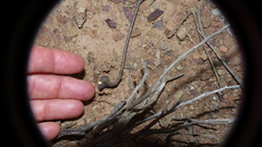 Ophthalmopone hottentota