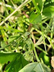 Trifolium hybridum