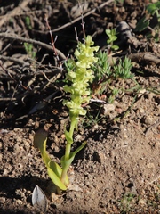 Pterygodium volucris