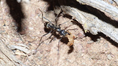 Ophthalmopone hottentota