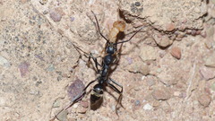 Ophthalmopone hottentota