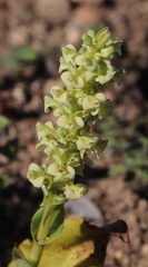 Pterygodium volucris