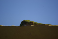 Phelsuma dubia
