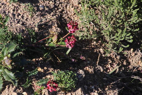 Image of Lessertia capensis by (c) Tony Rebelo, some rights reserved (CC BY-SA)