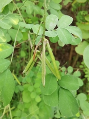 Indigofera tinctoria