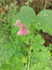 Indigofera tinctoria