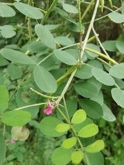 Indigofera tinctoria