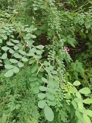 Indigofera tinctoria