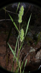 Tribolium hispidum