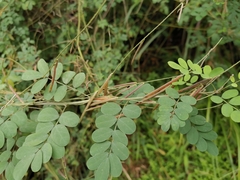 Indigofera tinctoria