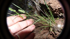 Tribolium hispidum