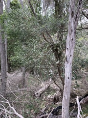 Philotheca trachyphylla