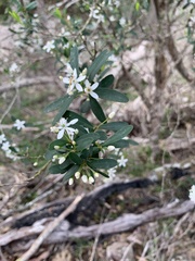 Philotheca trachyphylla