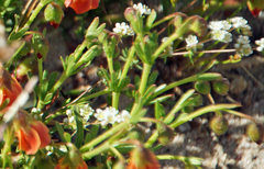 Adenogramma glomerata