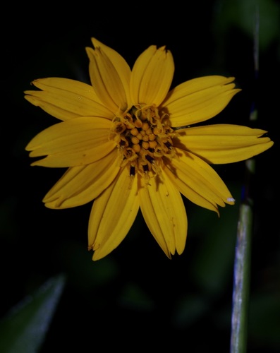 Texas creeping-oxeye (Wedelia hispida)
