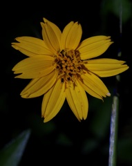 Hairy Wedelia (Wedelia hispida)