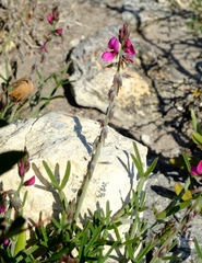 Indigofera platypoda