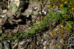 Limonium acuminatum
