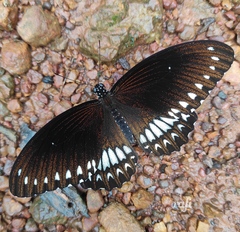 Papilio dravidarum