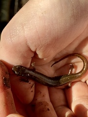 Desmognathus fuscus image