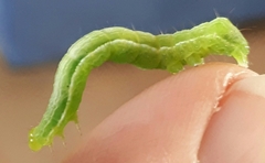 Chrysodeixis chalcites