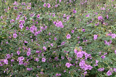 Prostanthera rotundifolia