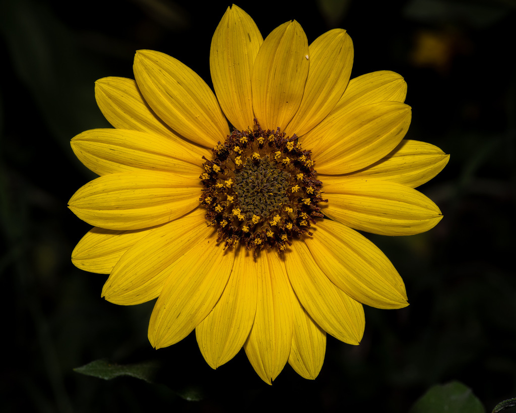 Sunflower head with developing seeds
