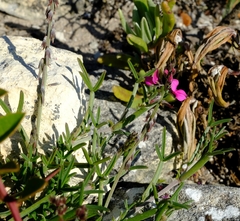 Indigofera platypoda