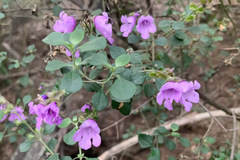 Prostanthera rotundifolia