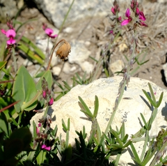 Indigofera platypoda