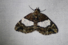 Chrysolarentia phaedra