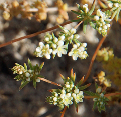 Adenogramma glomerata