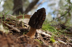 Morchella australiana