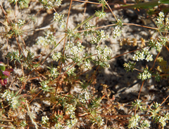 Adenogramma glomerata