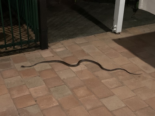 Brown Tree Snake sighting
