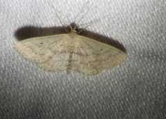Scopula hypochra