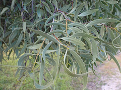 Santalum