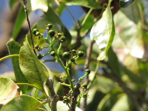 Casimiroa edulis