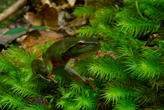 Ranoidea phyllochroa