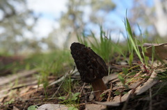 Morchella australiana