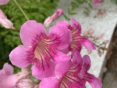 Podranea