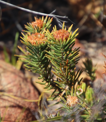 Image of Agathosma hookeri by (c) Tony Rebelo, some rights reserved (CC BY-SA)