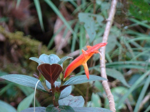 Columnea magnifica, photograph 3