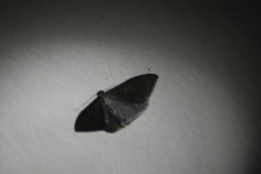 Idaea coercita