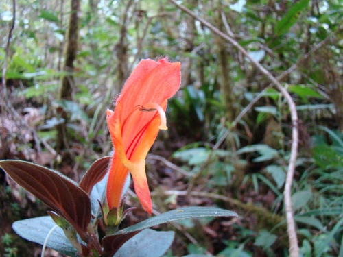 Columnea magnifica, photograph 4