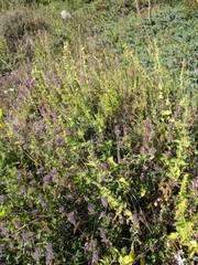 Clinopodium caucasicum
