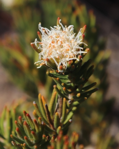 Image of Agathosma hookeri by (c) Tony Rebelo, some rights reserved (CC BY-SA)
